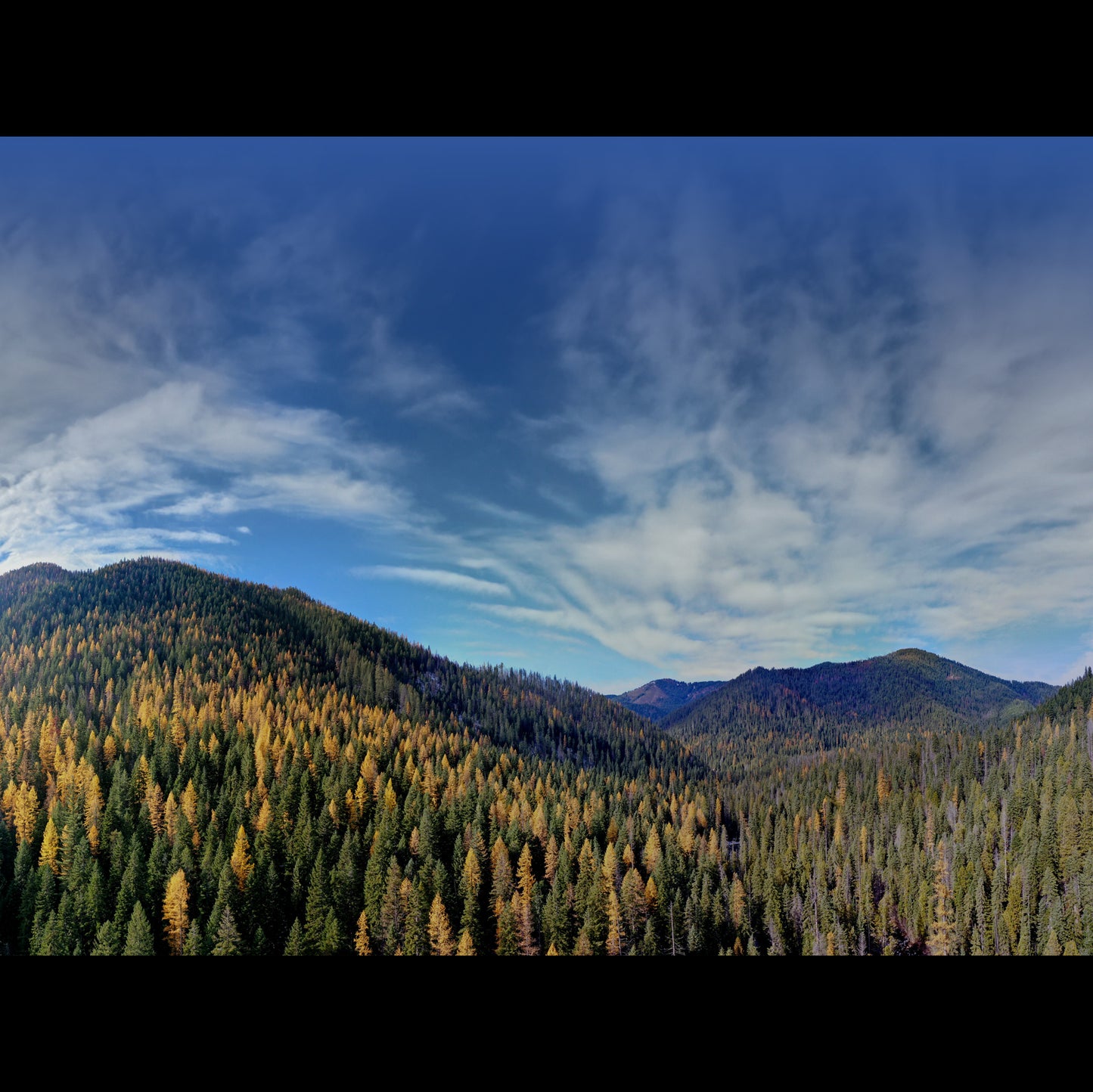 Bitterroot Mountains - Fall Tamarack 48"x 36" - Model railroad backdrop